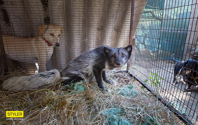 &quot;Били об стіну, нацьковували собак&quot;: як волонтер із Запоріжжя виходжує диких тварин і чому любить їх більше людей