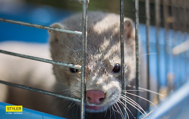 Блакитна норка