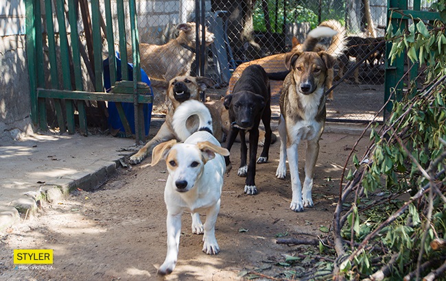 Члени Зграї в Запоріжжі
