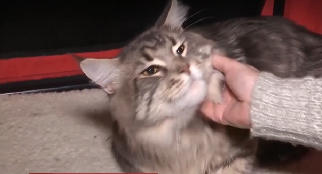 "Прекрасна статура і красивий профіль": в Києві обирали найбільшого кота