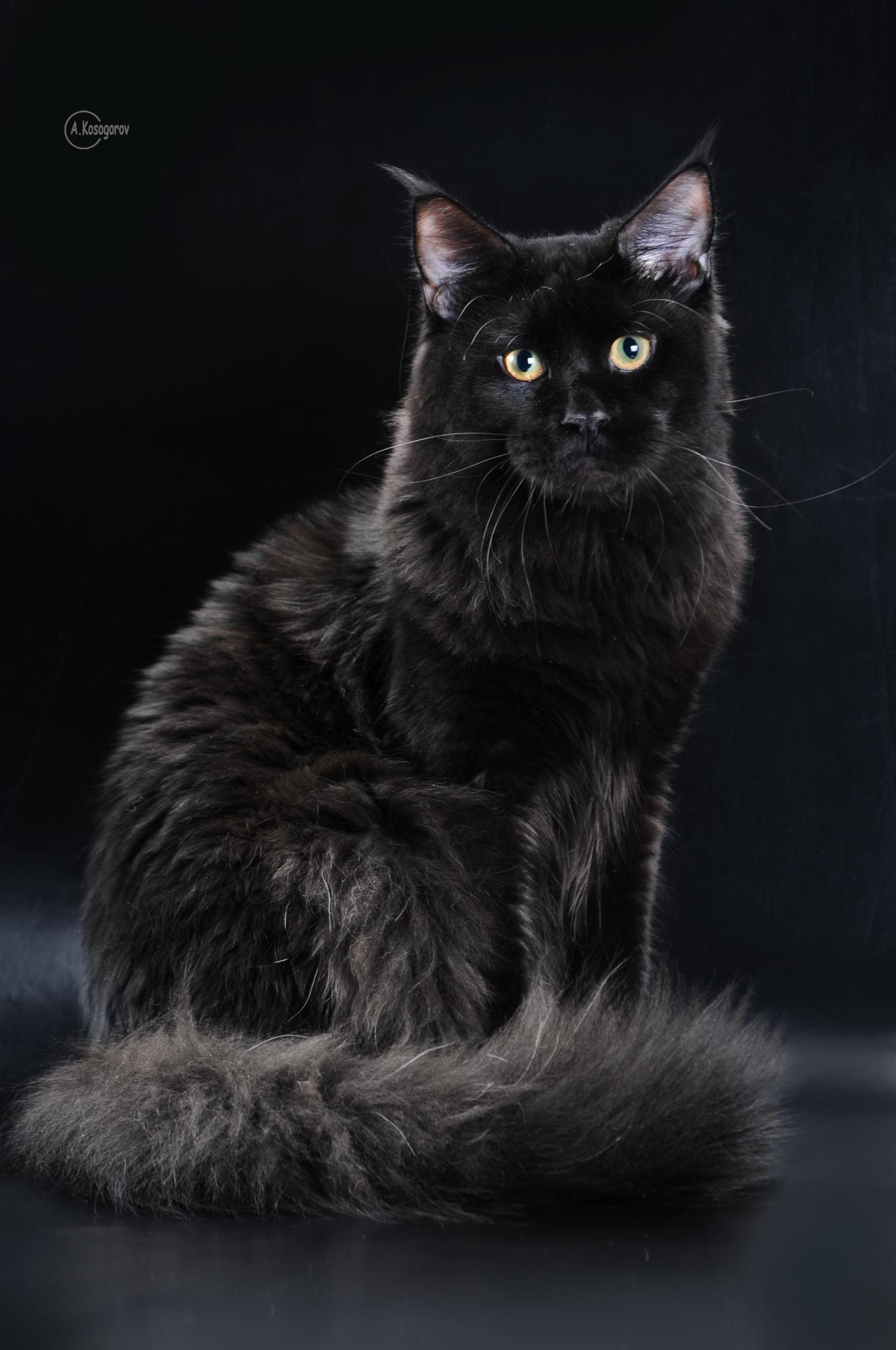 В Одессе в книгу рекордов Украины внесли самого длинного кота (фото)