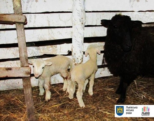 Різдвяне диво: у львівському музеї під відкритим небом народилися ягнята