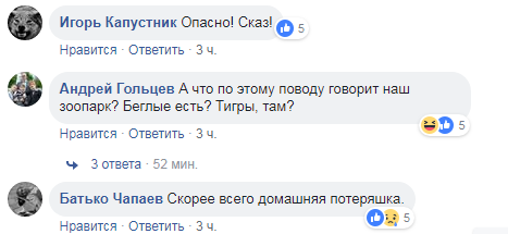 &quot;С виду не бешеная&quot;: в Харькове по улицам разгуливает лиса (видео)