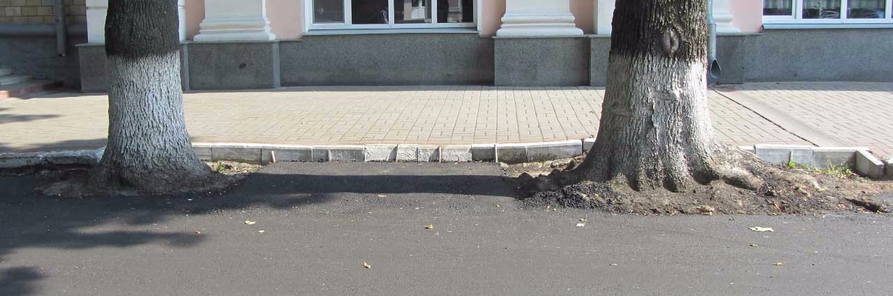 В Полтаве ремонтники закатали деревья в асфальт Полтава дорога ремонт Котляревского