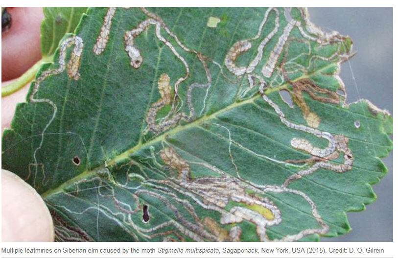 Російська міль налякала США - вчені