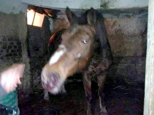 Настоящий ковбой: подозреваемый устроил полиции вестерн с перестрелкой