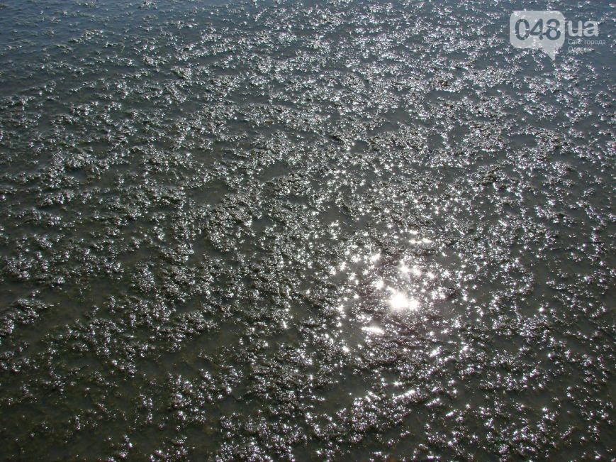 В Одесі Чорне море перетворилося на &quot;килим з водоростей&quot;