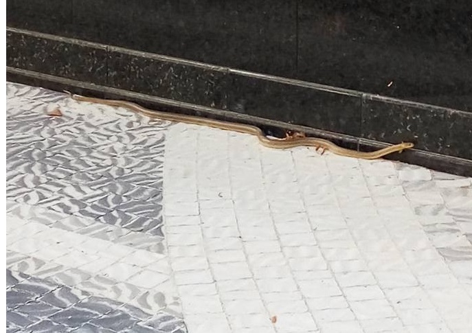 На вулиці Ужгорода повилазили величезні змії Ужгород, змії, фото
