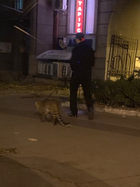 Мужчина гулял с леопардом по улицам Киева: появились фото