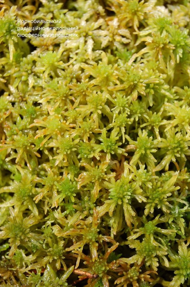 Вчені показали унікальні місця Чорнобильської зони: яскраві фото