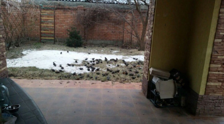 В Ізмаїлі жителі переживають небачену навалу пернатих