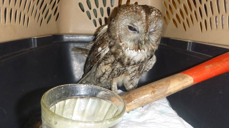 В Киеве неравнодушные люди спасли сову