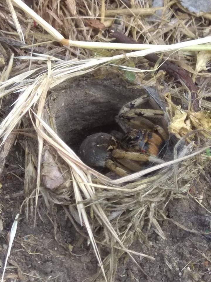 У Дніпрі на дитячому майданчику виявили нору з величезним тарантулом (фото)