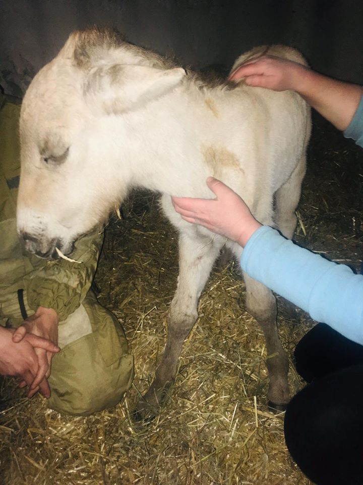 Блукав з опіками на згарищі: у Чорнобилі врятували лоша Пржевальського (відео)