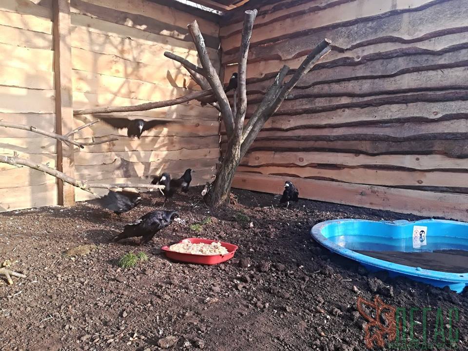 В Днепре открыли первый приют для искалеченных птиц