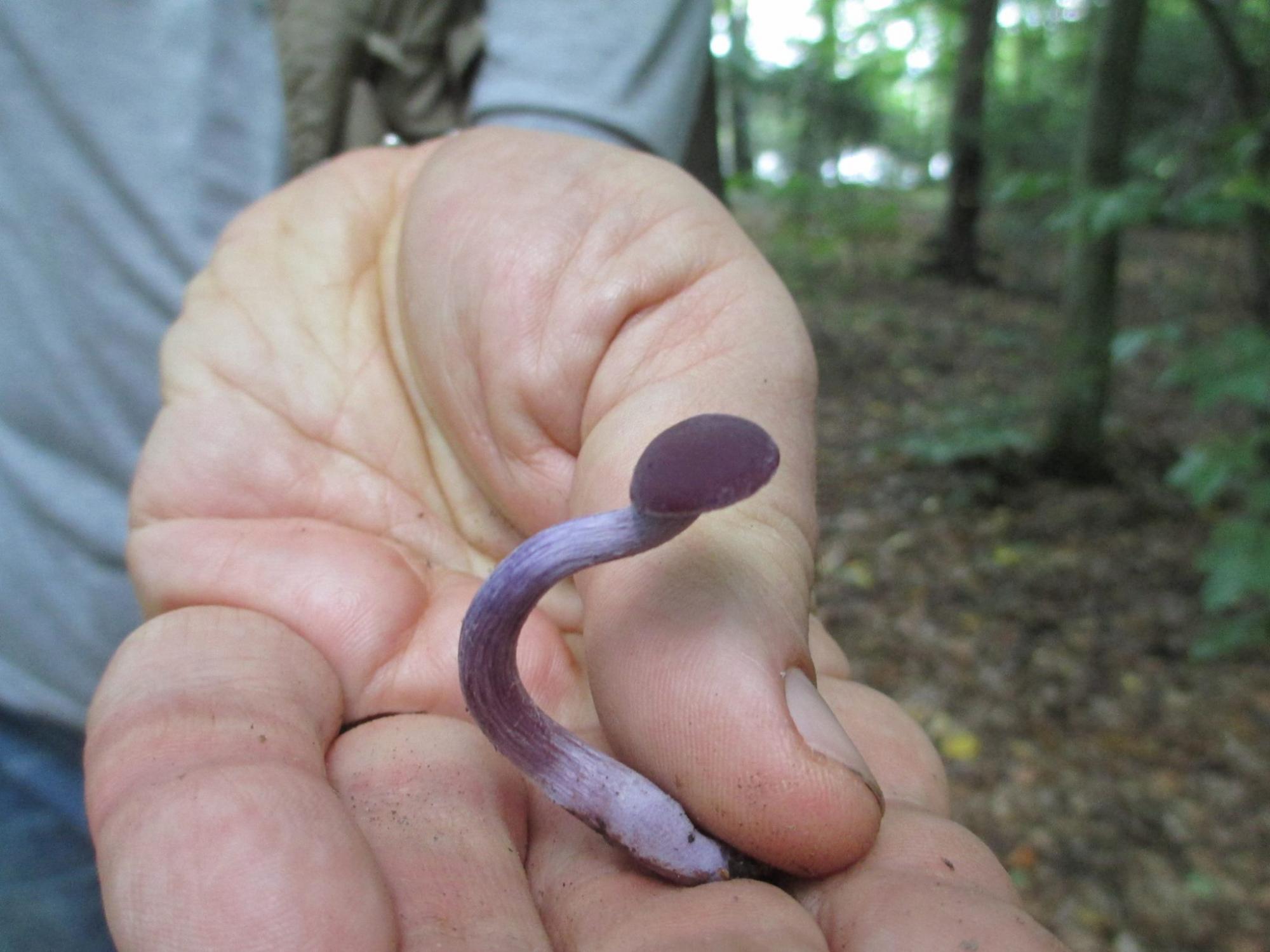 Відомі українці хваляться грибним "уловом"