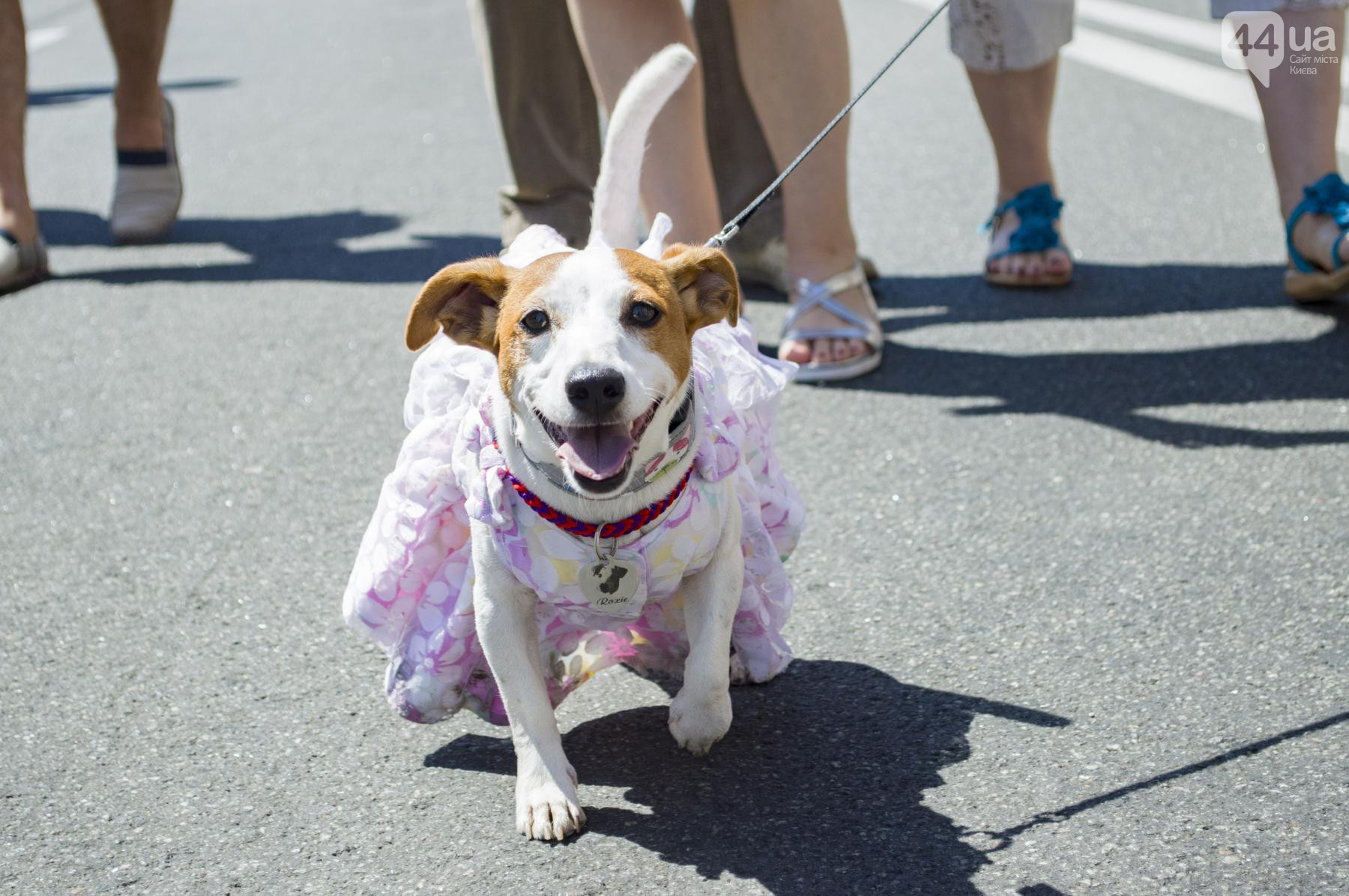 У Києві пройшов парад собак породи джек-рассел-тер'єр (фото)