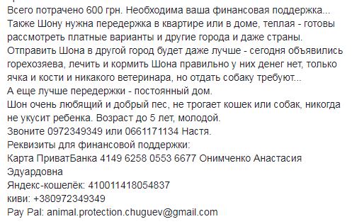 Сеть поразила история привязанной собаки и ее маленького хозяина