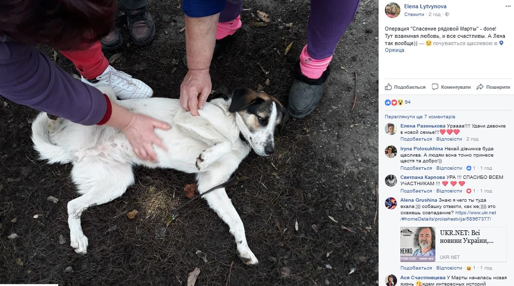 "Глаза такие печальные": сеть поразила история украинского Хатико