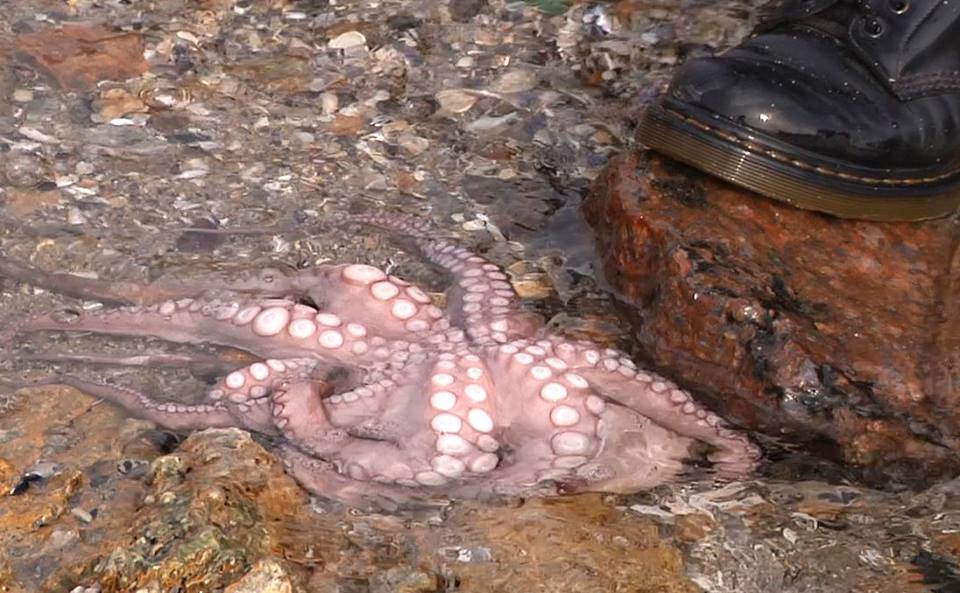 Одесса Черное море осьминог фото