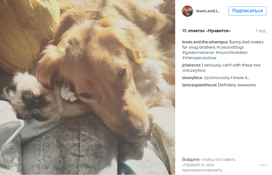 Кот-манчкин подружился с собакой без хвоста