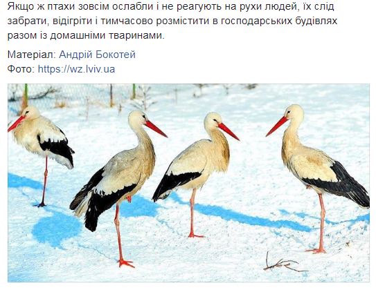 "Самый страшный враг птиц - голод": советы, как спасти жизнь замерзающим аистам