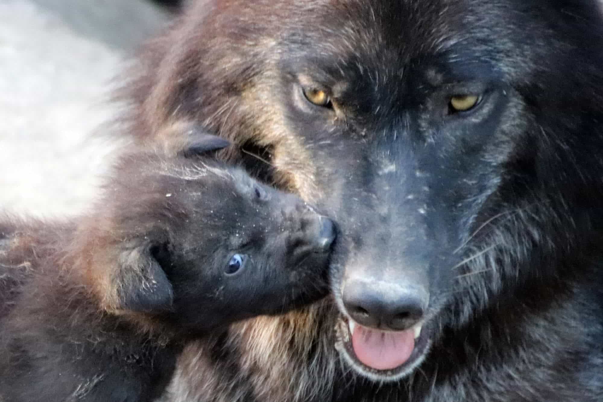 Чудесное пополнение: в зоопарке под Киевом родились новые обитатели
