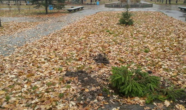 Новый год на носу: в Кременчуге украли елку из парка