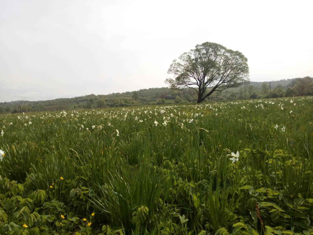 В заповеднике на Закарпатье расцвела уникальная Долина нарциссов (фото)