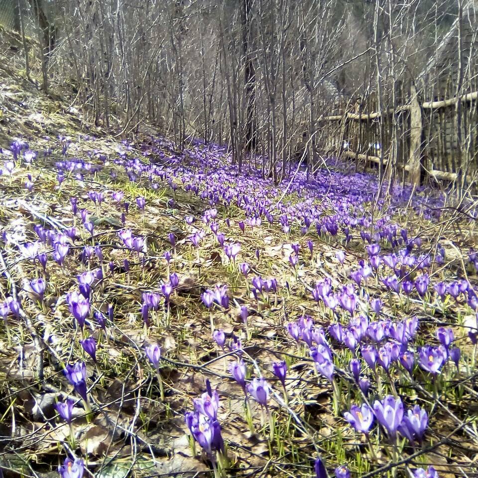 "Зашафранило": на Закарпатті щосили розквітли крокуси (фото)