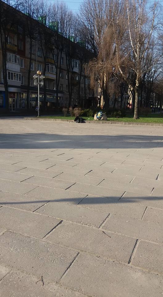 В центрі Рівного лікарі не могли допомогти чоловікові через розлючених бродячих собак