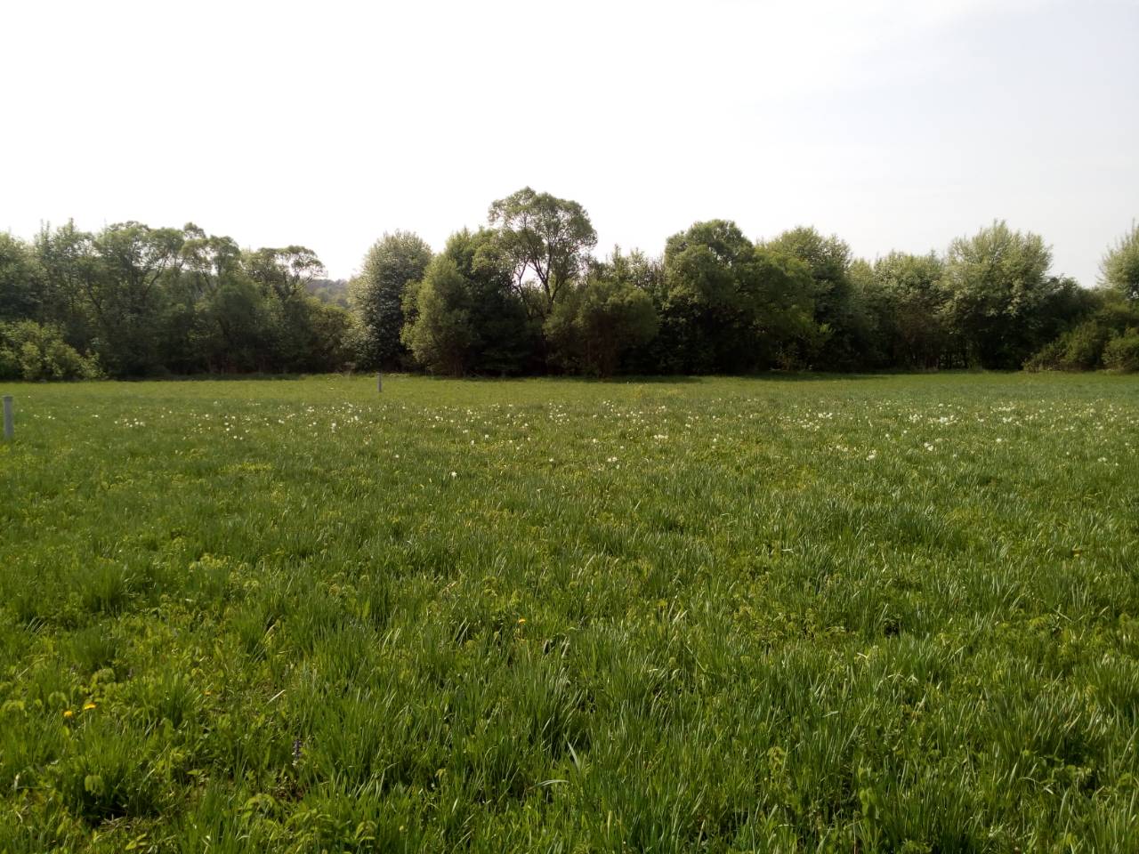 В заповеднике на Закарпатье расцвела уникальная Долина нарциссов (фото)