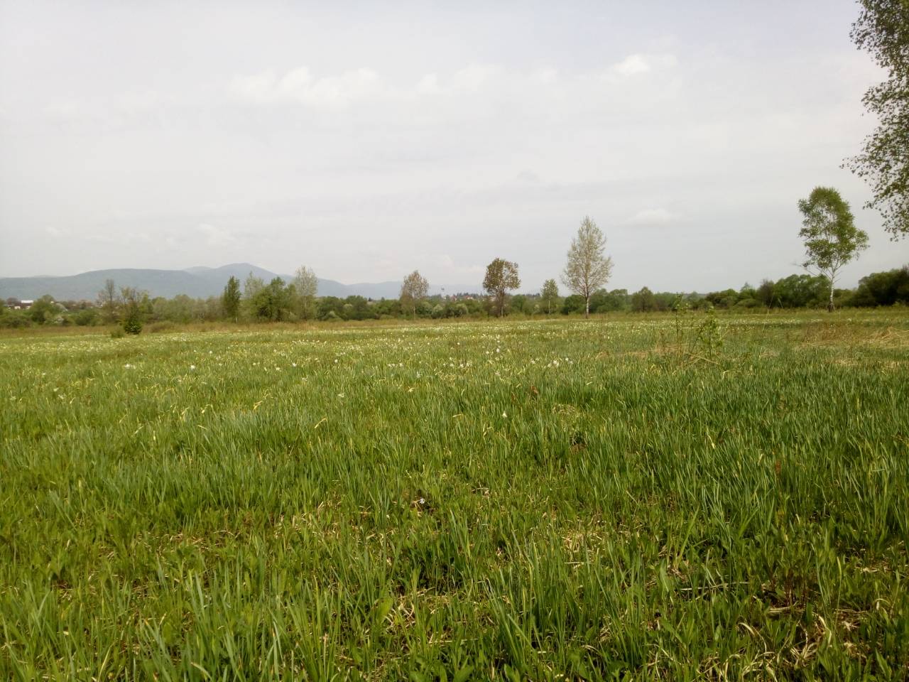 В заповеднике на Закарпатье расцвела уникальная Долина нарциссов (фото)