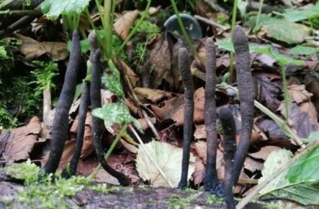У лісах України знайшли рідкісний гриб "пальці мерця": виглядає він химерно