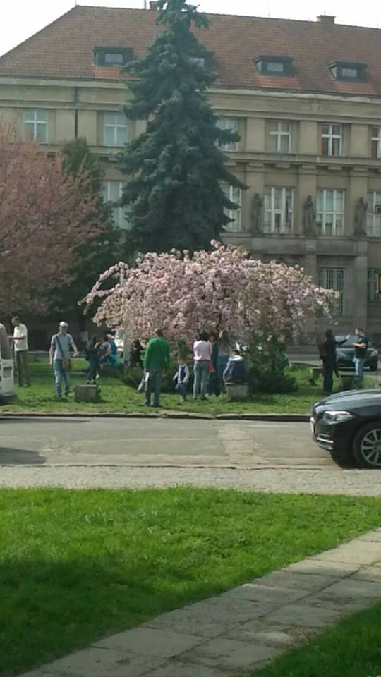 "Утопает в розовом цвету": в Ужгороде зацвели сакуры (фото и видео)