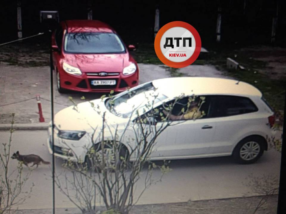 У Києві водій спеціально розчавив собаку на смерть і втік: у мережі обурені