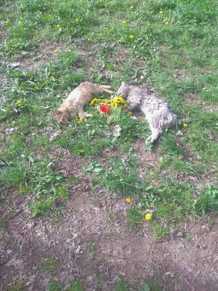 В Ужгороді шкуродер жорстоко вбиває котів (фото 18+)