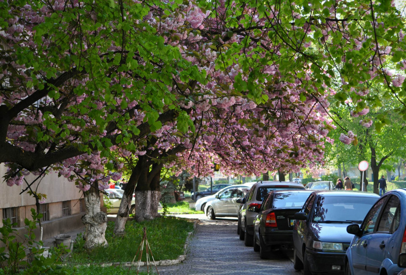 "Утопает в розовом цвету": в Ужгороде зацвели сакуры (фото и видео)