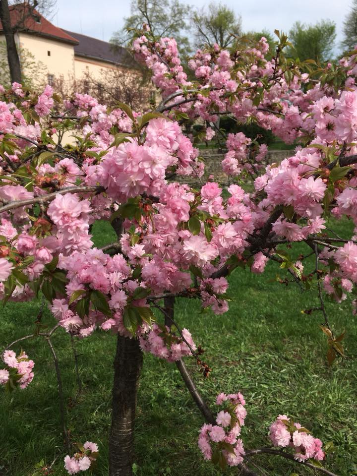 "Утопает в розовом цвету": в Ужгороде зацвели сакуры (фото и видео)
