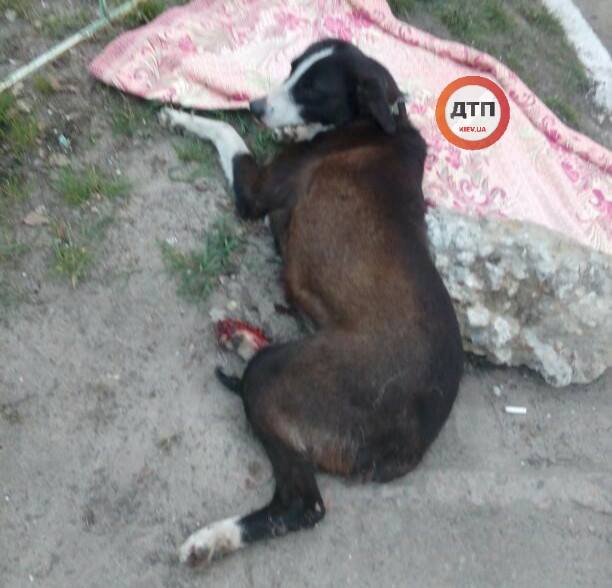 "Може її хтось шукає?": у Києві невідомий збив собаку і втік (фото)