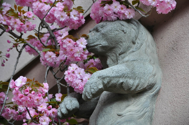 "Утопает в розовом цвету": в Ужгороде зацвели сакуры (фото и видео)