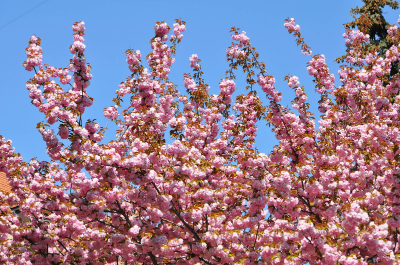 &quot;Утопает в розовом цвету&quot;: в Ужгороде зацвели сакуры (фото и видео)