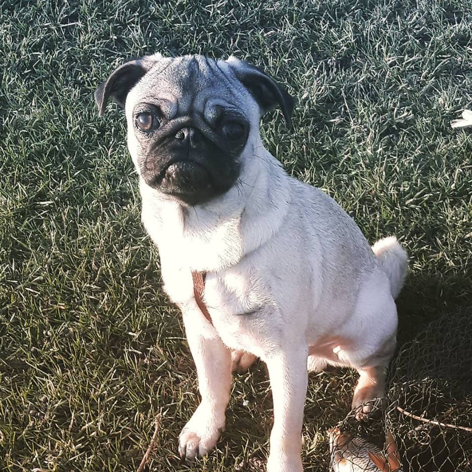 У Києві зникло цуценя: в мережі просять про допомогу за винагороду (фото)