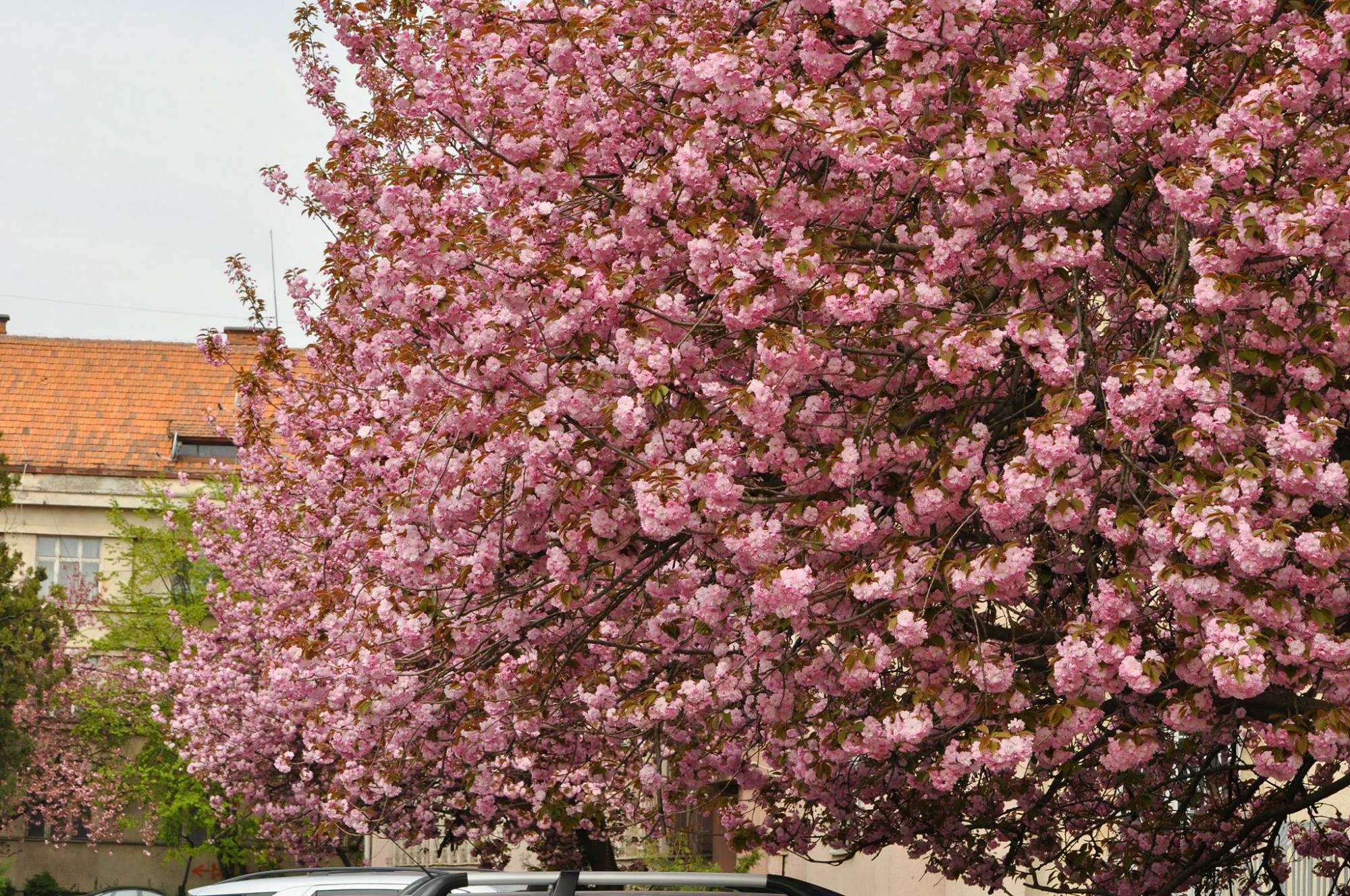 "Утопает в розовом цвету": в Ужгороде зацвели сакуры (фото и видео)