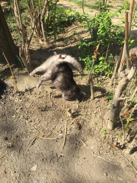 В Ужгороді шкуродер жорстоко вбиває котів (фото 18+)