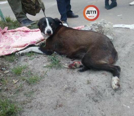 "Може її хтось шукає?": у Києві невідомий збив собаку і втік (фото)