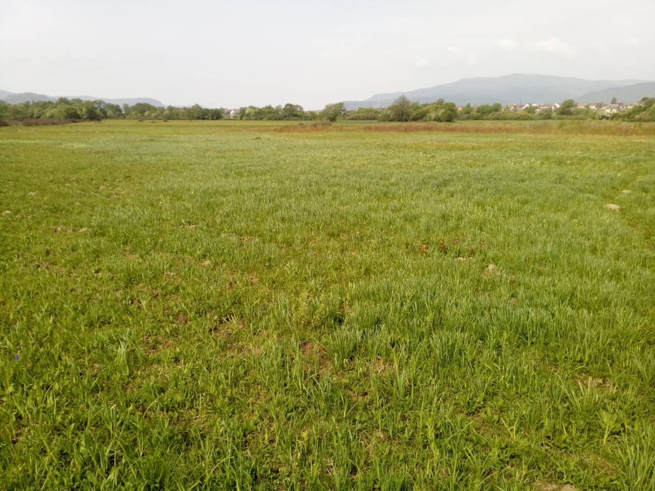 В заповеднике на Закарпатье расцвела уникальная Долина нарциссов (фото)
