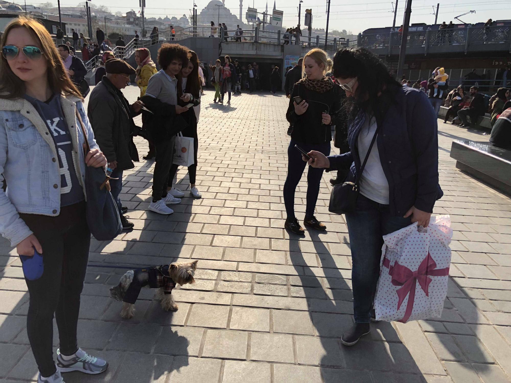 В отпуск с любимым питомцем: история блогера о путешествии в Стамбул с йоркширским терьером