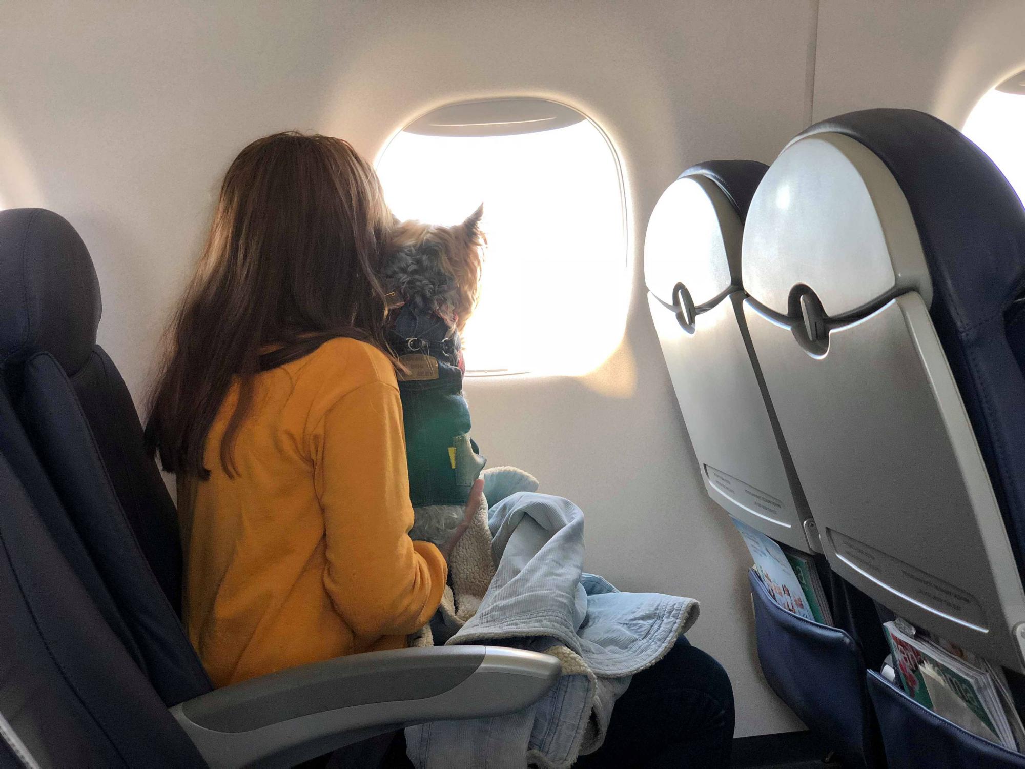 В отпуск с любимым питомцем: история блогера о путешествии в Стамбул с йоркширским терьером