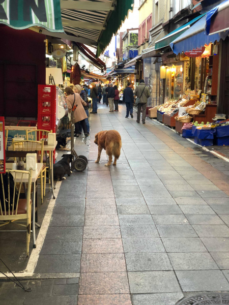 В отпуск с любимым питомцем: история блогера о путешествии в Стамбул с йоркширским терьером